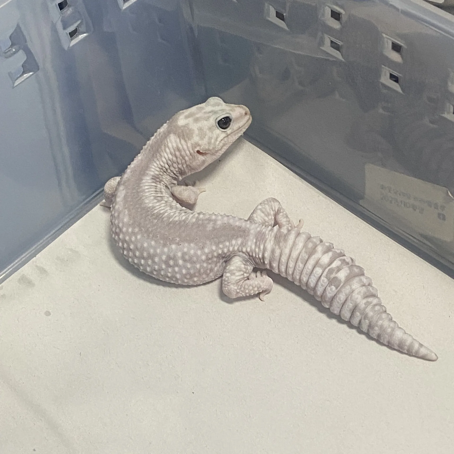 문라이트